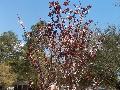 Purpleleaf Plum / Prunus cerasifera 